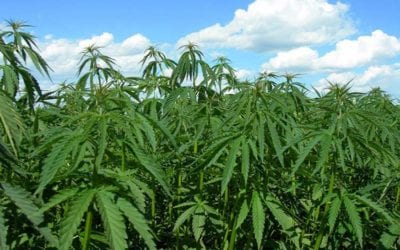 Farm bill language allows hemp cultivation, what this means for future growers -published December 2018