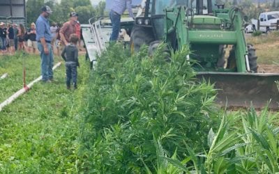 Hemp grows more popular in area -published July 2018