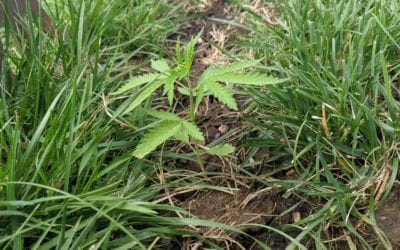 Hemp planted for research in Giltner