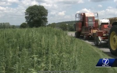 HEMP HOPEFULS CALL STATE’S 2019 RESEARCH PLAN A “SLAP IN THE FACE” -published July 2019