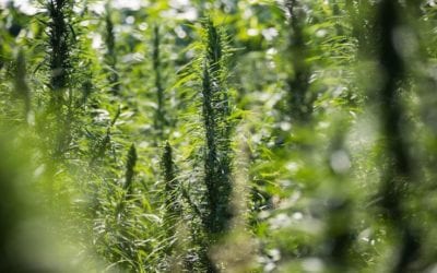 Hemp farmers wary but hopeful that Nebraska will finally let them plant -published December 2018