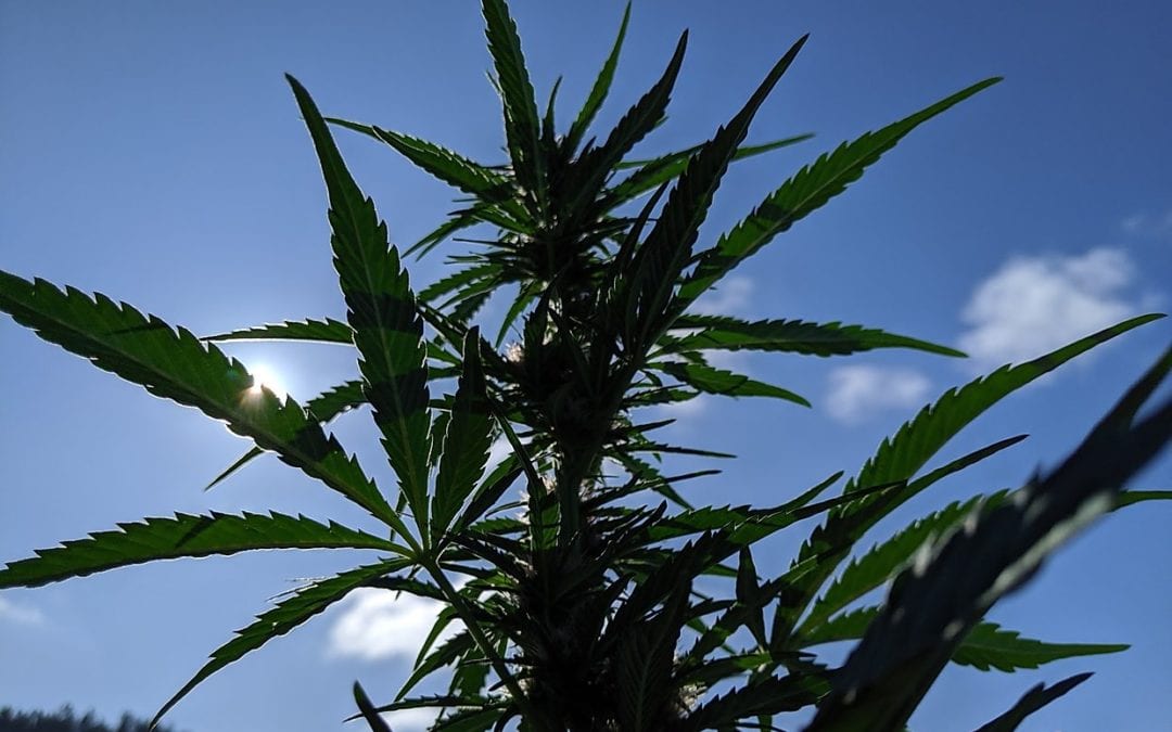 TOUGH TIMES AFTER HIGH HOPES FOR HEMP HARVEST – January 2020