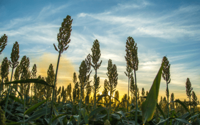 Sorghum demand looks strong headed into harvest