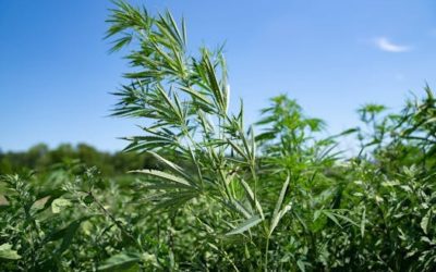 Hemp seed in chicken feed? A potentially huge market for Minnesota growers may be opening
