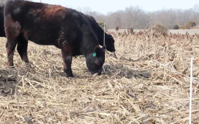 Farmer raises sorghum in drought, saves thousands in hay cost